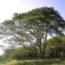 정지운선생묘 | 고양시 일산동구의 문화재!!!.