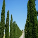 이탈리아 발도르차 (Val d'Orcia) 평원에서 이미지