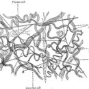 Tendons, Aponeuroses, and Fasciæ 이미지