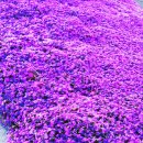 선자 농장 이미지