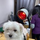 한양동물병원 이미지