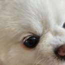 (주)리스펫 이미지