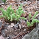 연인산풍경 이미지