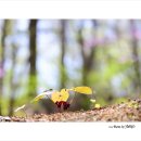 족도리 - 서구 청마로19번길 21 | 족도리