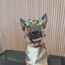 도그헬퍼 이미지