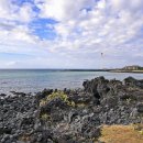 제주 월령리 선인장군락 이미지