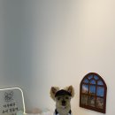새롬애견 네이버블로그