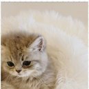 나비야 cat 이미지