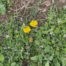 펀포레스트 이미지