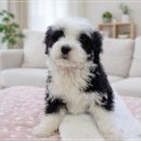 오케이독 이미지