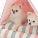 디엔씨펫 이미지