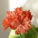 레이디데이(LADYDAY) 이미지