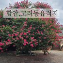 씨유 진주지수IC점 | 경남 함안 고려동유적지 배롱나무꽃 개화상황
