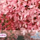 안나벨라 이미지