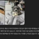 강아지 미용실 네이버블로그