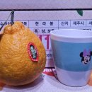 복동이 이미지