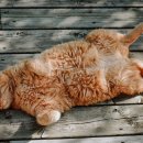 샤인고양이메디컬센터 이미지