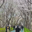 논현로28길(벚꽃길) 이미지