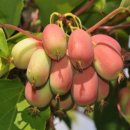 달콤빙고 이미지