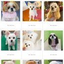 펫더스타일 이미지