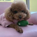 어썸 강아지 호텔 & 목욕 네이버블로그