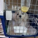 루비켄넬 이미지