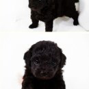 푸들푸들 이미지