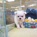 블루독 애견샵 이미지