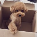 노원N동물의료센터 이미지