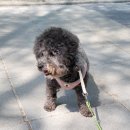 행복한개 이미지