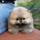 부산강아지분양 미유펫 | 순천강아지무료분양 미유펫 후기 확인해요