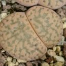 Lithops(리톱스) C381 - C390 이미지