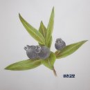 비블리아성서식물원 | (서평후기) 나의 성서식물 색연필 컬러링북