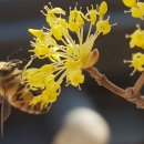 진미손칼국수 이미지