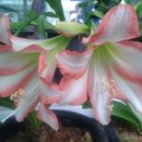 그린레코드 이미지