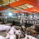 시온팜스 이미지