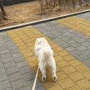 뽀송하개 이미지