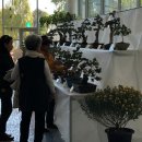 분재전시회 이미지