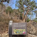 소나무숲아래 | 광주 도척면 - 곤지암 화담숲 - 2026년 3월 27일 방문 후기 : 제 2부 - 소나무정원/색채원/반딧불이원...