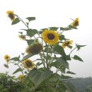 명선화원 이미지