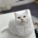 베키보육원 네이버블로그