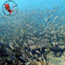 섬 게스트하우스 이미지