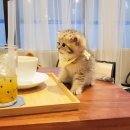 왕발고양이