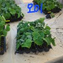 재식농장 이미지