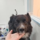 다솜애견미용실 이미지