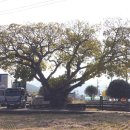 큰집추어탕 이미지