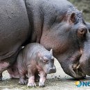 하마 농장 이미지