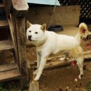 야생화테마펜션 이미지