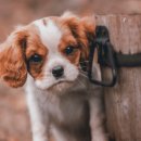 상상동물병원 이미지