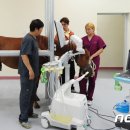 제주대학교 말전문동물병원 이미지